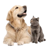 Pet Care